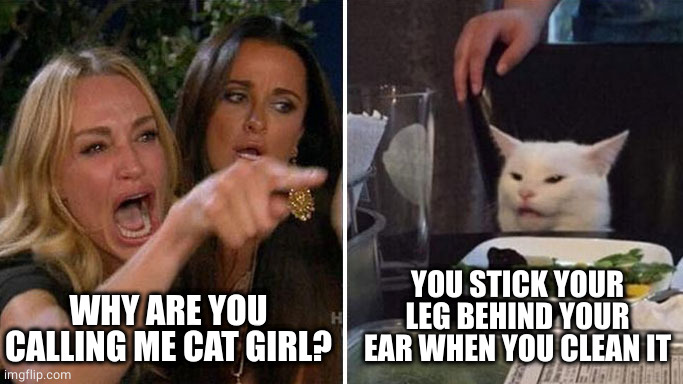 Angry lady cat | WHY ARE YOU CALLING ME CAT GIRL? YOU STICK YOUR LEG BEHIND YOUR EAR WHEN YOU CLEAN IT | image tagged in angry lady cat | made w/ Imgflip meme maker