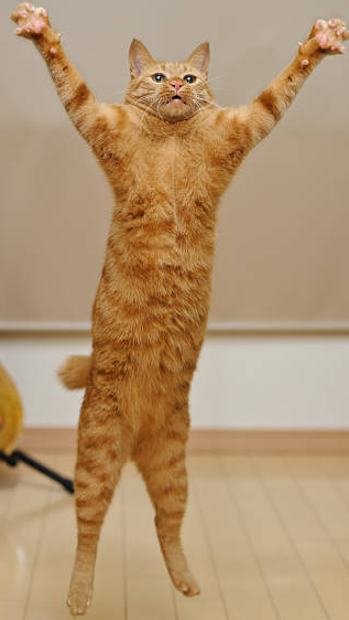 High Quality Orange Cat jumping Blank Meme Template
