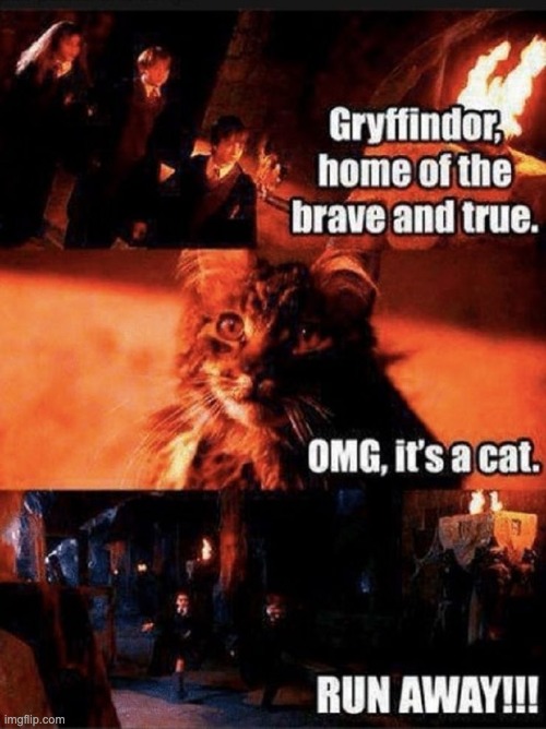 OMG its a cat | image tagged in harry potter,cat,gryffindor,funny | made w/ Imgflip meme maker
