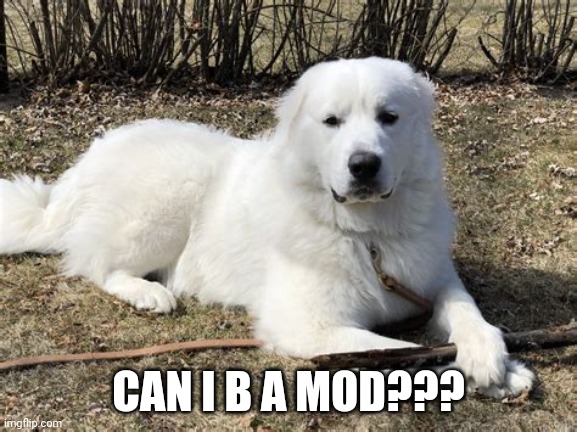 Plz | CAN I B A MOD??? | image tagged in so cute | made w/ Imgflip meme maker