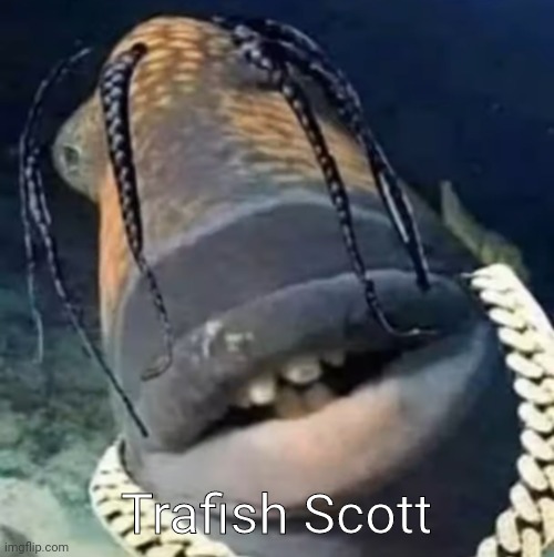 Trafish Scott | Trafish Scott | image tagged in trafish scott | made w/ Imgflip meme maker