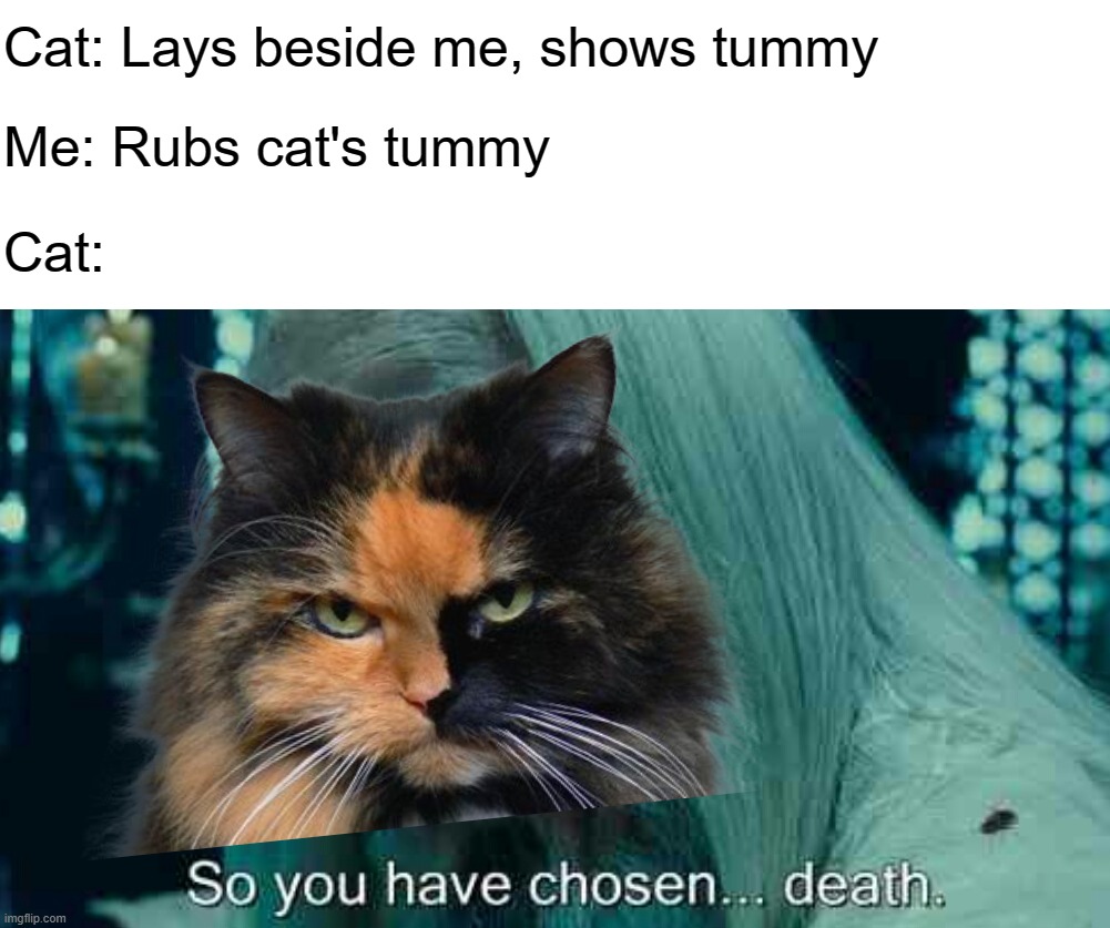 Cat: Lays beside me, shows tummy; Me: Rubs cat's tummy; Cat: | image tagged in so you have chosen death | made w/ Imgflip meme maker