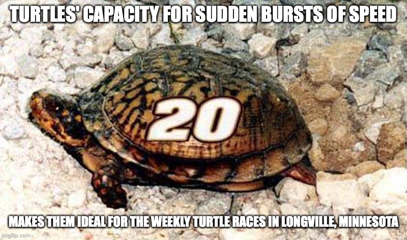 Nascar Turtle | TURTLES' CAPACITY FOR SUDDEN BURSTS OF SPEED; MAKES THEM IDEAL FOR THE WEEKLY TURTLE RACES IN LONGVILLE, MINNESOTA | image tagged in turtle,memes | made w/ Imgflip meme maker