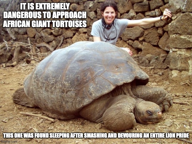 Large Tortoise | IT IS EXTREMELY DANGEROUS TO APPROACH AFRICAN GIANT TORTOISES; THIS ONE WAS FOUND SLEEPING AFTER SMASHING AND DEVOURING AN ENTIRE LION PRIDE | image tagged in turtle,tortoise,memes | made w/ Imgflip meme maker