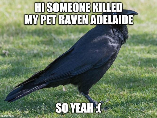 I AM CRYING SO HARD RIGHT NOW |  HI SOMEONE KILLED MY PET RAVEN ADELAIDE; SO YEAH :( | image tagged in raven | made w/ Imgflip meme maker