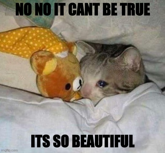 NOOOOOOOOOOOOOOOOOOO- | NO NO IT CANT BE TRUE ITS SO BEAUTIFUL | image tagged in crying cat | made w/ Imgflip meme maker