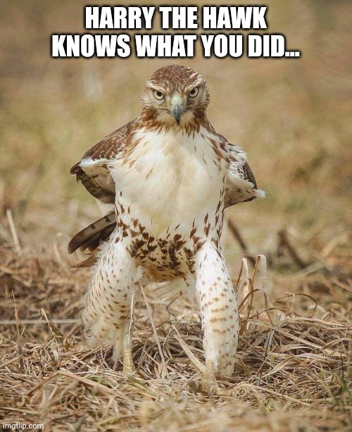 Harry the Hawk | HARRY THE HAWK KNOWS WHAT YOU DID... | image tagged in harry,hawk,funny,bird | made w/ Imgflip meme maker