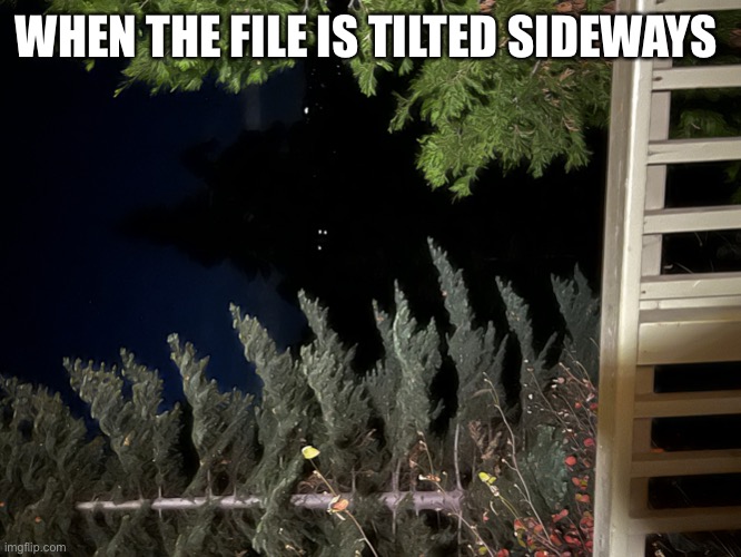 Liminal Forest | WHEN THE FILE IS TILTED SIDEWAYS | image tagged in liminal forest | made w/ Imgflip meme maker