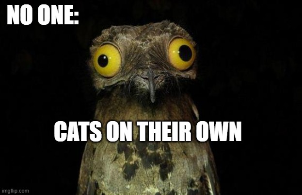 I had a cat... keyword had | NO ONE:; CATS ON THEIR OWN | image tagged in memes,weird stuff i do potoo | made w/ Imgflip meme maker