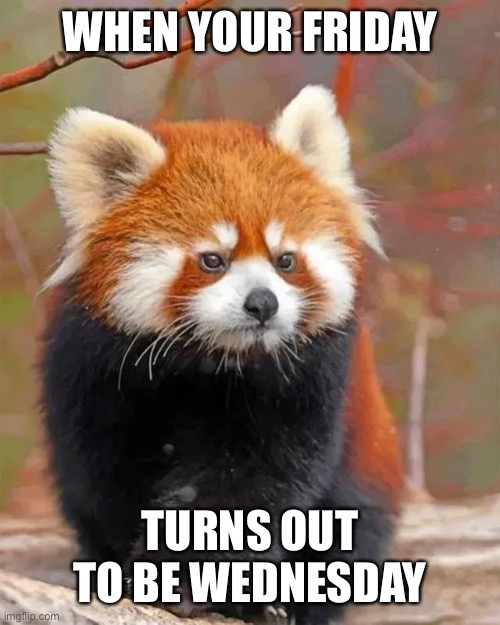 Angry panda | WHEN YOUR FRIDAY; TURNS OUT TO BE WEDNESDAY | image tagged in angry panda | made w/ Imgflip meme maker