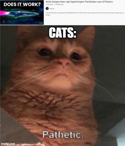 It takes Humans millions of years to defy the law of physics, it takes cats 1 second to do the same as humans | CATS: | image tagged in pathetic cat | made w/ Imgflip meme maker