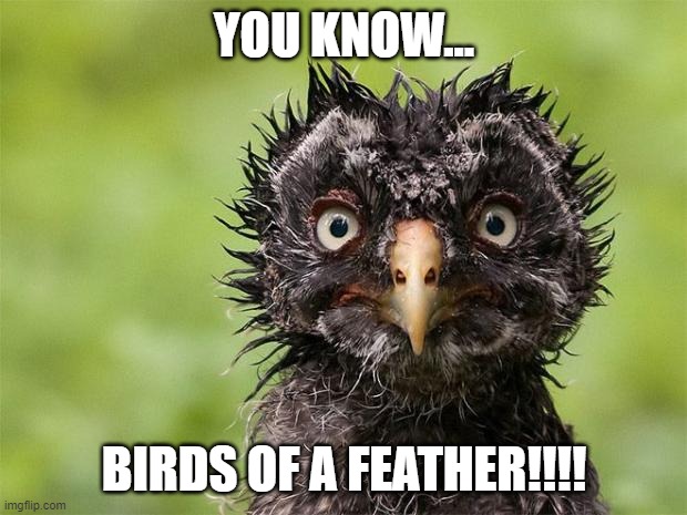 Birds of a Feather | YOU KNOW... BIRDS OF A FEATHER!!!! | image tagged in birds of a feather | made w/ Imgflip meme maker