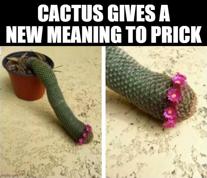  CACTUS GIVES A NEW MEANING TO PRICK | image tagged in cactus | made w/ Imgflip meme maker