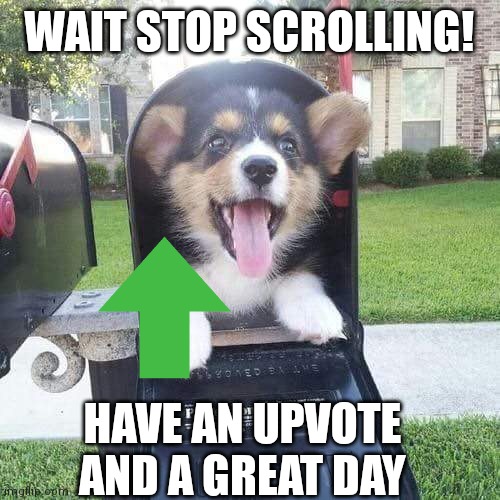 Cute doggo in mailbox | WAIT STOP SCROLLING! HAVE AN UPVOTE AND A GREAT DAY | image tagged in cute doggo in mailbox | made w/ Imgflip meme maker