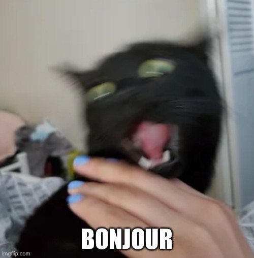 Screaming black cat | BONJOUR | image tagged in screaming black cat | made w/ Imgflip meme maker