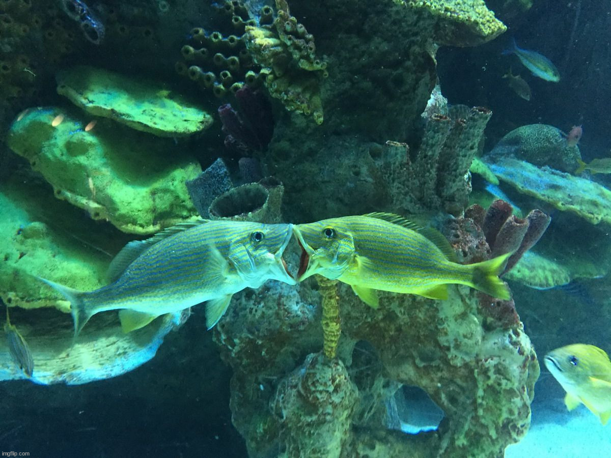 image tagged in awesome | made w/ Imgflip meme maker