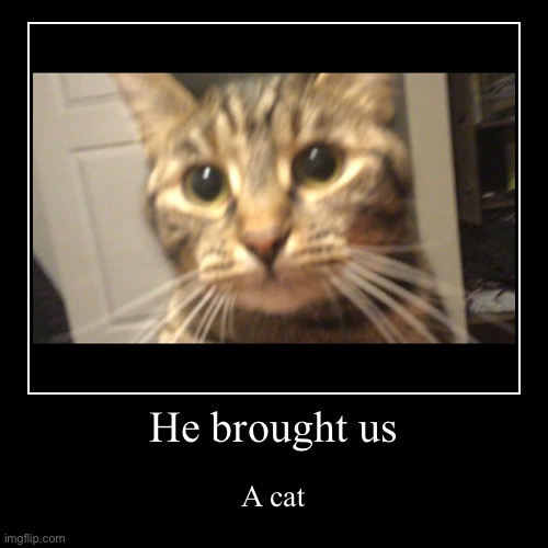 I brought you a cat | He brought us | A cat | image tagged in funny,demotivationals,pets | made w/ Imgflip demotivational maker