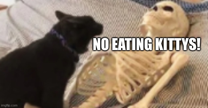 NO EATING KITTYS! | image tagged in lol | made w/ Imgflip meme maker