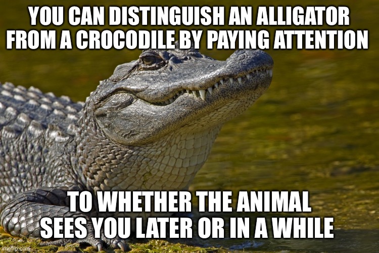 Laughing Alligator - Imgflip