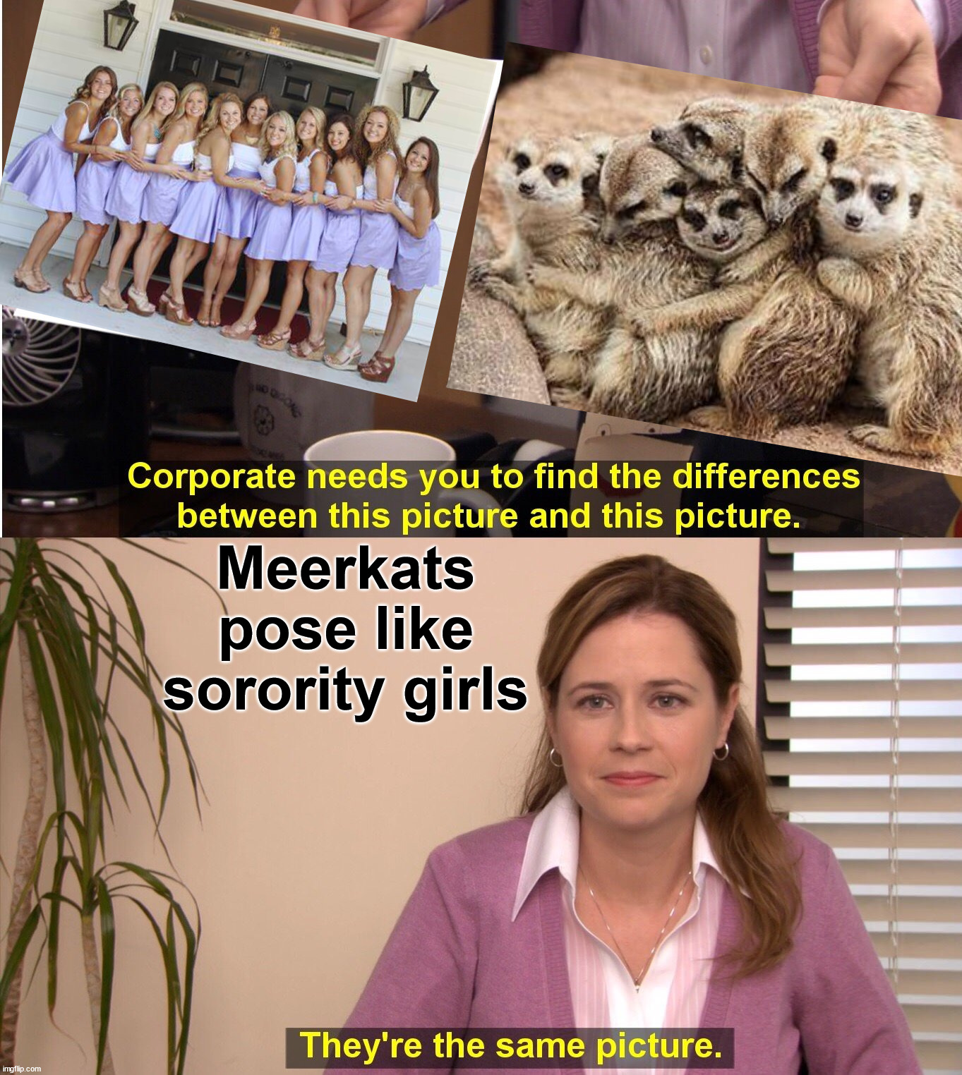 They're The Same Picture Meme | Meerkats pose like sorority girls | image tagged in memes,they're the same picture | made w/ Imgflip meme maker