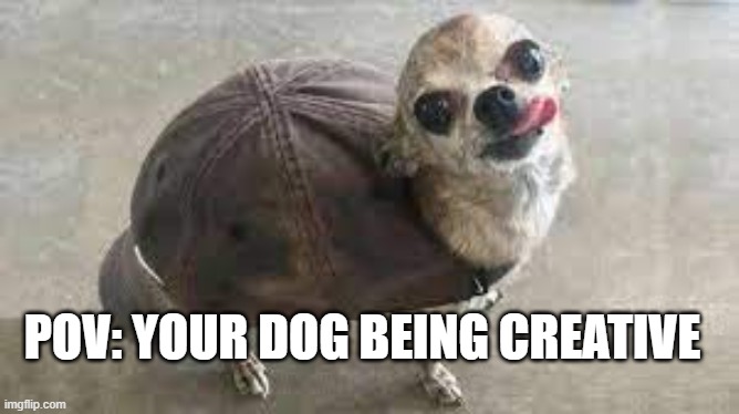 pov ur dog pretending to be a turtle | POV: YOUR DOG BEING CREATIVE | image tagged in turtle doggo | made w/ Imgflip meme maker