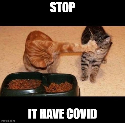 c o v i d   i n    f o o d | STOP; IT HAVE COVID | image tagged in cats share food | made w/ Imgflip meme maker