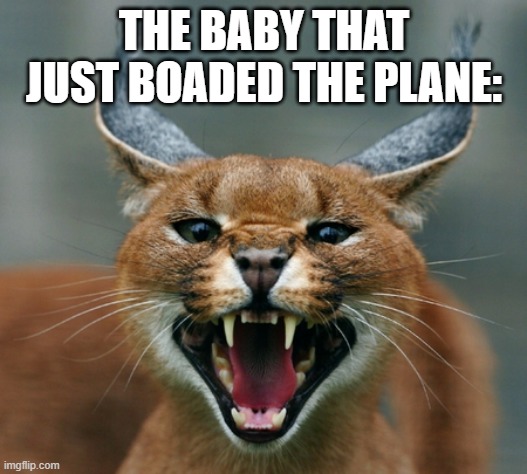 Caracal cat | THE BABY THAT JUST BOADED THE PLANE: | image tagged in caracal cat | made w/ Imgflip meme maker