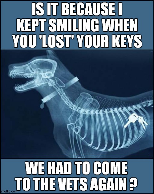 The Dog Swallowed Keys Again ! | IS IT BECAUSE I KEPT SMILING WHEN YOU 'LOST' YOUR KEYS; WE HAD TO COME TO THE VETS AGAIN ? | image tagged in dogs,keys,swallow,vets | made w/ Imgflip meme maker