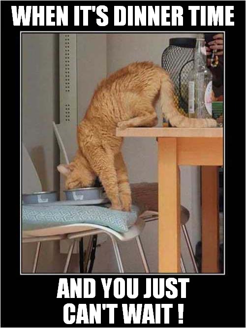 An Impatient Hungry Cat | WHEN IT'S DINNER TIME; AND YOU JUST CAN'T WAIT ! | image tagged in cats,dinner,impatient | made w/ Imgflip meme maker
