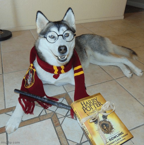 You're a wizard, doggo | image tagged in dog | made w/ Imgflip meme maker