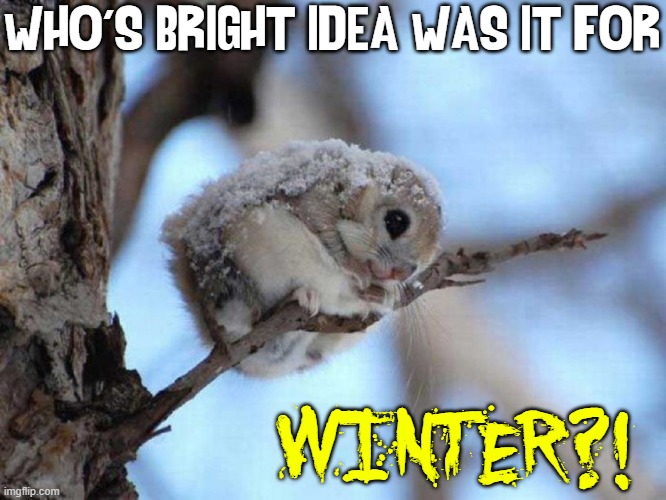 I'm Freezing —and it's only November | WHO'S BRIGHT IDEA WAS IT FOR WINTER?! | image tagged in vince vance,titmouse,memes,funny animal meme,winter,i'm freezing | made w/ Imgflip meme maker