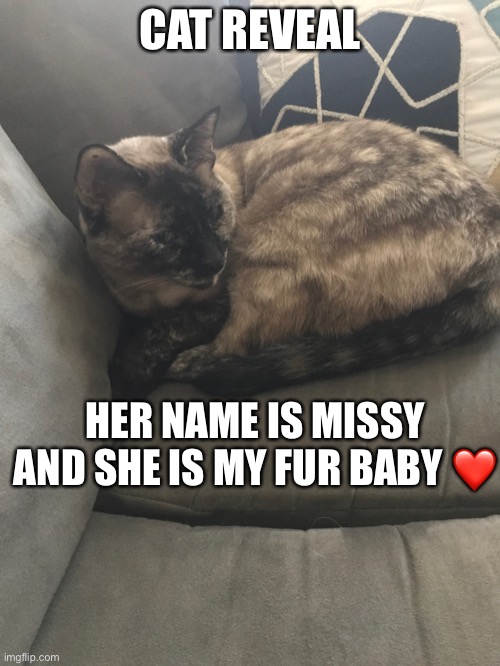 Cat reveal | CAT REVEAL; HER NAME IS MISSY AND SHE IS MY FUR BABY ❤️ | made w/ Imgflip meme maker
