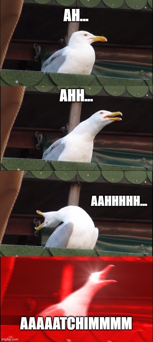 Atchim | AH... AHH... AAHHHHH... AAAAATCHIMMMM | image tagged in memes,inhaling seagull | made w/ Imgflip meme maker