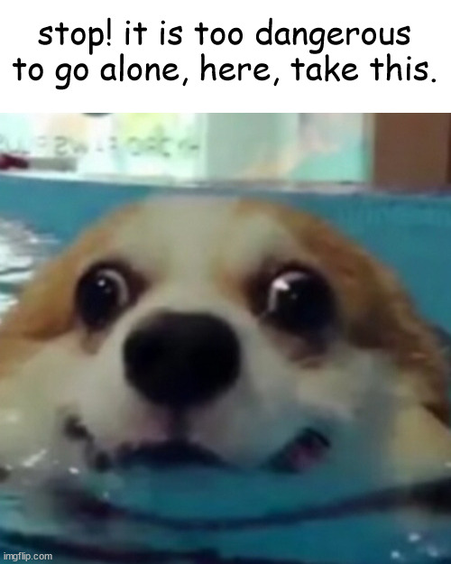 derpy pupper dog |  stop! it is too dangerous to go alone, here, take this. | image tagged in derpy,pupper,swim,too dangerous to go alone,take,this | made w/ Imgflip meme maker