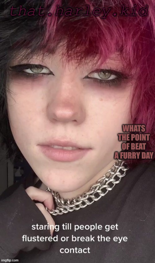 pls dont hurt me | WHATS THE POINT OF BEAT A FURRY DAY | image tagged in harley temp | made w/ Imgflip meme maker