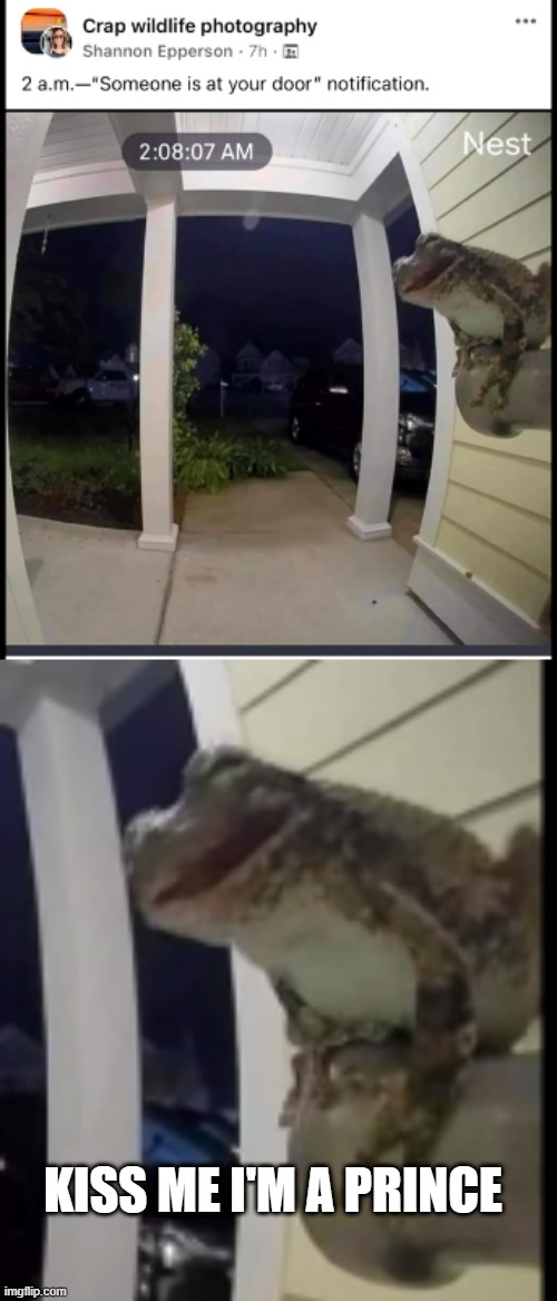 HE JUST WANTS A KISS |  KISS ME I'M A PRINCE | image tagged in frog,door,camera,memes | made w/ Imgflip meme maker