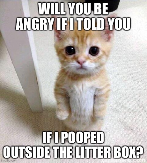 Yes i would be angry | WILL YOU BE ANGRY IF I TOLD YOU; IF I POOPED OUTSIDE THE LITTER BOX? | image tagged in memes,cute cat | made w/ Imgflip meme maker