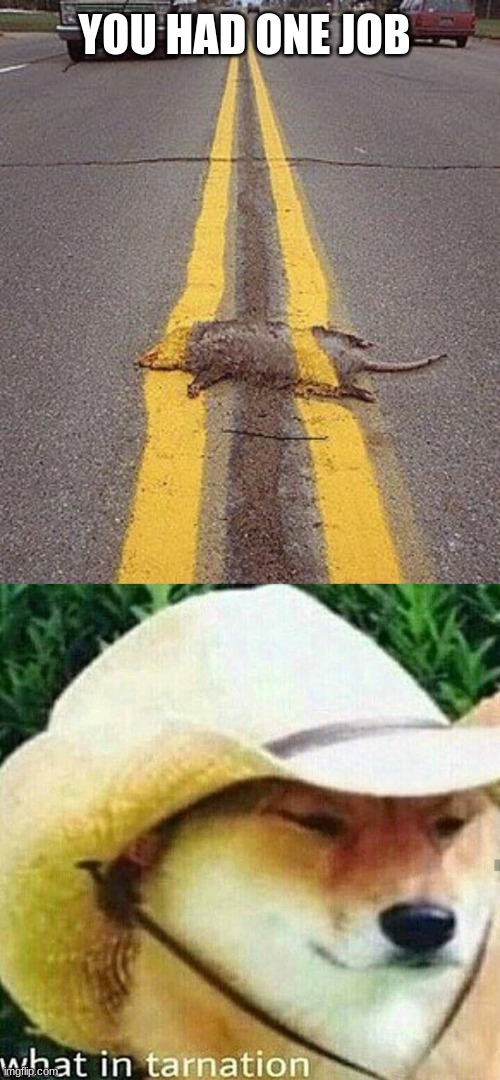 what in tarnation | YOU HAD ONE JOB | image tagged in what in tarnation dog,roadkill,road,you had one job | made w/ Imgflip meme maker