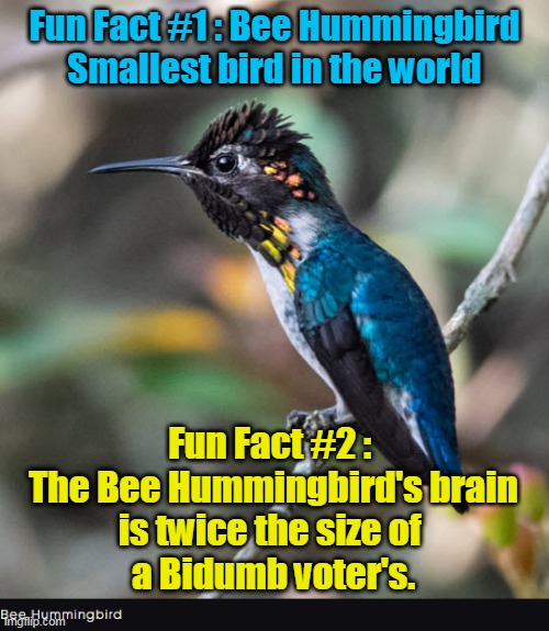 Bee Hummingbird's Brain | Fun Fact #1 : Bee Hummingbird
Smallest bird in the world; Fun Fact #2 : 
The Bee Hummingbird's brain
is twice the size of 
a Bidumb voter's. | image tagged in bidumb voter,bee hummingbird,brain | made w/ Imgflip meme maker