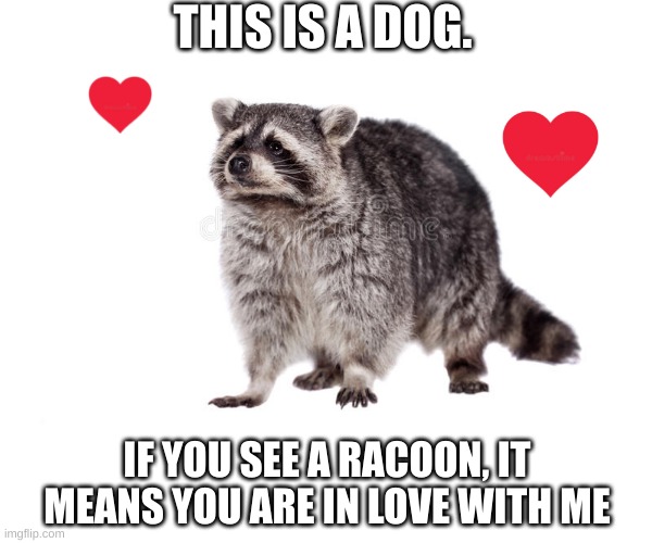 I love you too |  THIS IS A DOG. IF YOU SEE A RACOON, IT MEANS YOU ARE IN LOVE WITH ME | made w/ Imgflip meme maker