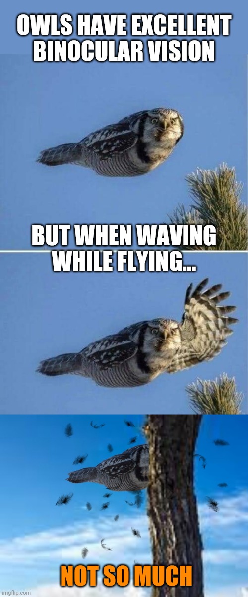 Owl! That must hurt! |  OWLS HAVE EXCELLENT BINOCULAR VISION; BUT WHEN WAVING WHILE FLYING... NOT SO MUCH | image tagged in owls,flying,crashing into trees,funny,birds | made w/ Imgflip meme maker