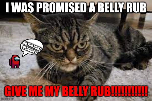 when cat want give cat what it want | I WAS PROMISED A BELLY RUB; NO YOU DONT DESERVE IT; GIVE ME MY BELLY RUB!!!!!!!!!!! | image tagged in funny | made w/ Imgflip meme maker