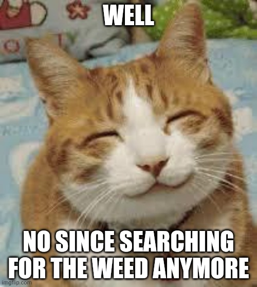 Happy cat | WELL; NO SINCE SEARCHING FOR THE WEED ANYMORE | image tagged in happy cat | made w/ Imgflip meme maker