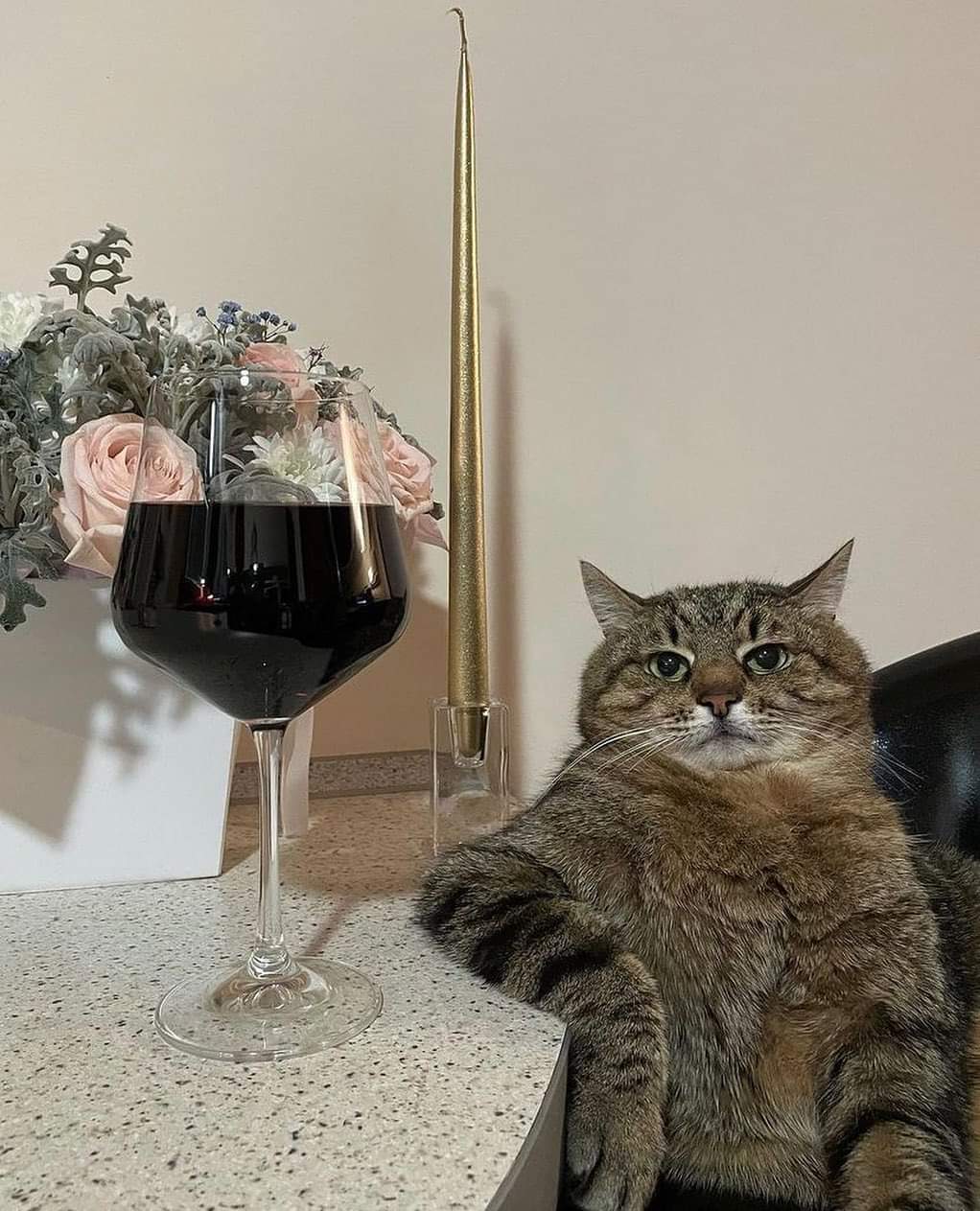 High Quality Wine Cat Blank Meme Template
