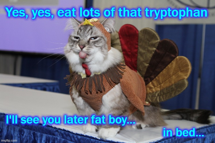Play Now, Pay Later | Yes, yes, eat lots of that tryptophan; I'll see you later fat boy... 
                                                   in bed... | image tagged in cat,funny cat,turkey,thanksgiving | made w/ Imgflip meme maker
