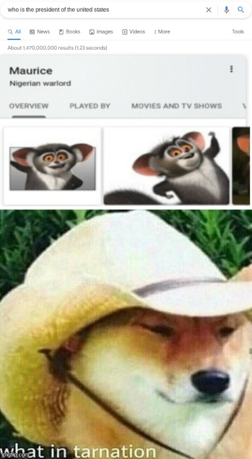 what in tarnation | image tagged in memes,president,madagascar,what in tarnation,lemur,google search | made w/ Imgflip meme maker