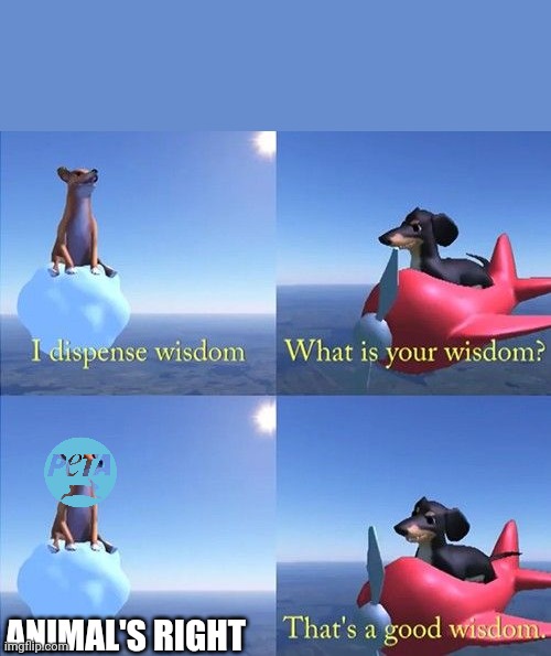 Wisdom dog | ANIMAL'S RIGHT | image tagged in wisdom dog | made w/ Imgflip meme maker