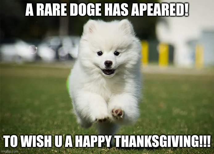 Happy thanksgiving yall!!! | A RARE DOGE HAS APEARED! TO WISH U A HAPPY THANKSGIVING!!! | image tagged in puppy | made w/ Imgflip meme maker