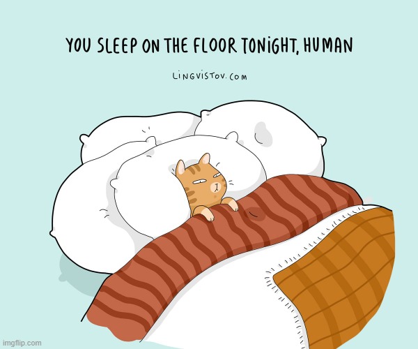 A Cat's Way Of Thinking | image tagged in memes,comics,cats,bed,you,floor | made w/ Imgflip meme maker