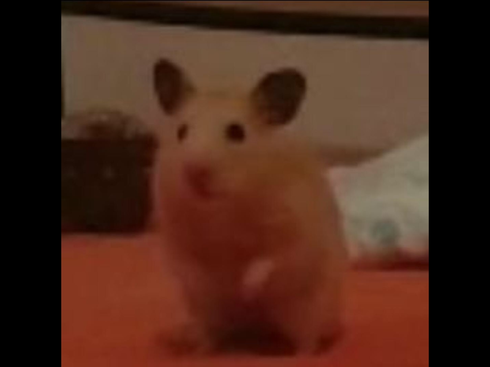 Hamster Blank Meme Template